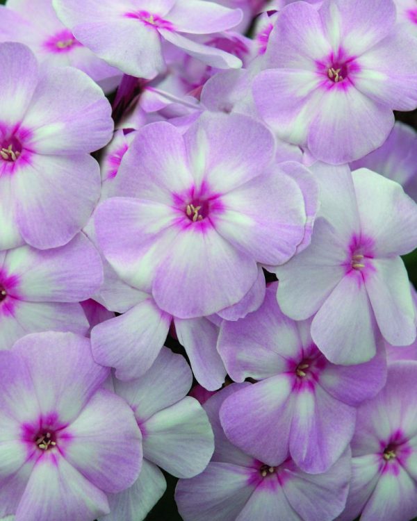 1 gallon - Cotton Candy™ Phlox (PHLOX PAN. COTTON CANDY) - 1 gallon - 1 gallon