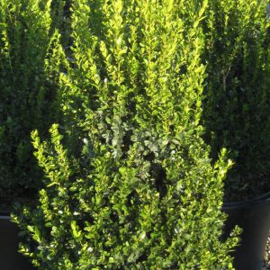 3 gallon 18" - Cranberry Creek Boxwood (BUXUS CRANBERRY CREEK) - 3 gallon 18" - 3 gallon 18"