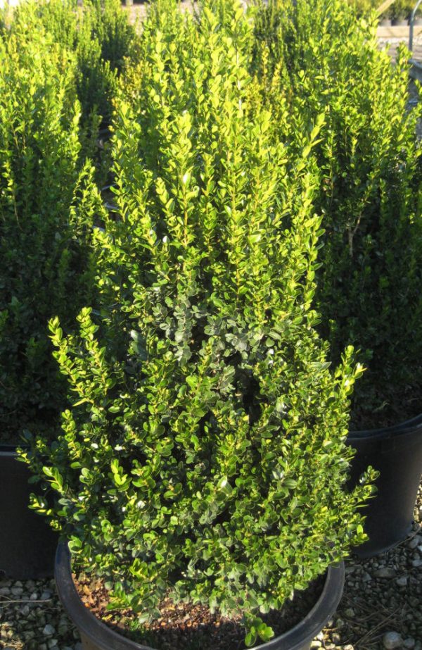 3 gallon 18" - Cranberry Creek Boxwood (BUXUS CRANBERRY CREEK) - 3 gallon 18" - 3 gallon 18"