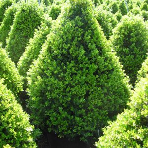 3 gallon 18" - Cranberry Creek Boxwood (BUXUS CRANBERRY CREEK) - 3 gallon 18" - 3 gallon 18"