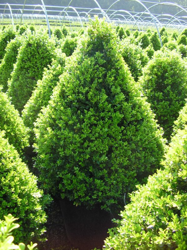 3 gallon 18" - Cranberry Creek Boxwood (BUXUS CRANBERRY CREEK) - 3 gallon 18" - 3 gallon 18"