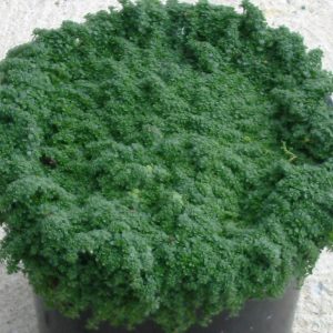 1 gallon - Creeping Thyme 'Elfin' (THYMUS SERPYLLUM ELFIN) - 1 gallon - 1 gallon