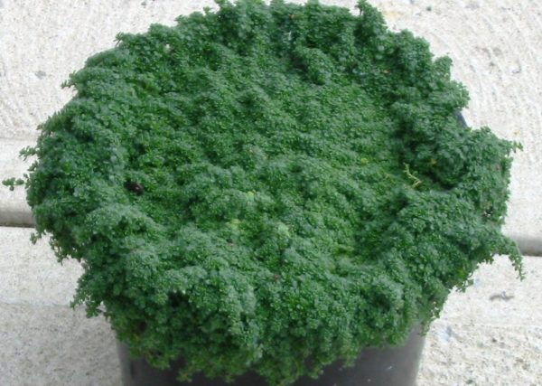 1 gallon - Creeping Thyme 'Elfin' (THYMUS SERPYLLUM ELFIN) - 1 gallon - 1 gallon