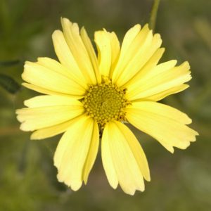 1 gallon - Creme Brulee™ Tickseed (COREOPSIS VERT. CREME BRULEE) - 1 gallon - 1 gallon