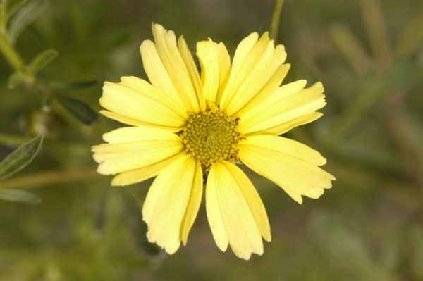 1 gallon - Creme Brulee™ Tickseed (COREOPSIS VERT. CREME BRULEE) - 1 gallon - 1 gallon
