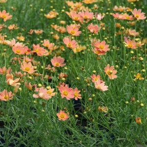 1 gallon - Creme Caramel™ Tickseed (COREOPSIS CREME CARAMEL) - 1 gallon - 1 gallon