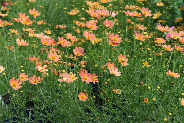 1 gallon - Creme Caramel™ Tickseed (COREOPSIS CREME CARAMEL) - 1 gallon - 1 gallon