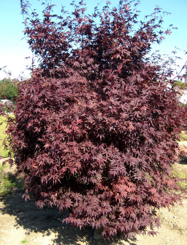 3 gallon 24" - Crimson Prince Japanese Maple (ACER PA. CRIMSON PRINCE) - 3 gallon 24" - 3 gallon 24"