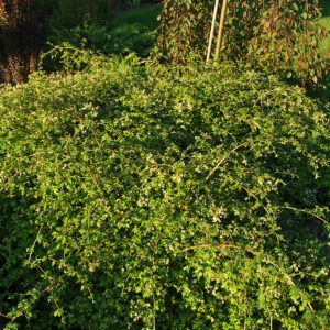 2 gallon 12" - Crispa Cutleaf Stephanandra (STEPHANANDRA INCISA CRISPA) - 2 gallon 12" - 2 gallon 12"