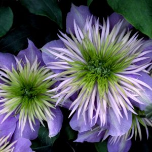 1 gallon - Crystal Fountain™ Clematis (CLEMATIS CRYSTAL FOUNTAIN) - 1 gallon - 1 gallon