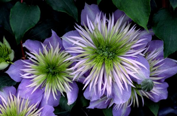 1 gallon - Crystal Fountain™ Clematis (CLEMATIS CRYSTAL FOUNTAIN) - 1 gallon - 1 gallon