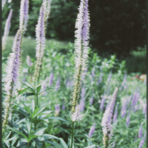 1 gallon - Culver's Root (VERONICASTRUM VIRGINICUM) - 1 gallon - 1 gallon