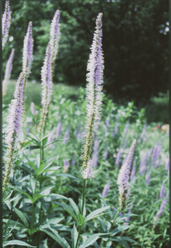 1 gallon - Culver's Root (VERONICASTRUM VIRGINICUM) - 1 gallon - 1 gallon