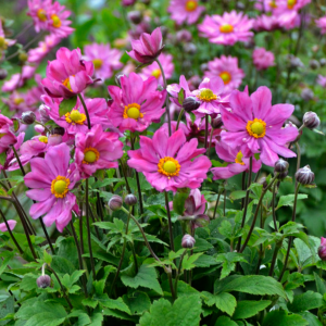 1 gallon - 'Curtain Call Deep Rose' Japanese Anemone (ANEMONE CURTAIN CALL DEEP ROSE) - 1 gallon - 1 gallon