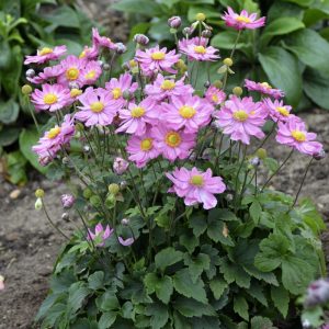1 gallon - Curtain Call Pink Japanese Anemone (ANEMONE CURTAIN CALL PINK) - 1 gallon - 1 gallon