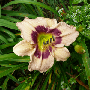 1 gallon - Custard Candy Daylily (HEM T.A.N. CUSTARD CANDY) - 1 gallon - 1 gallon