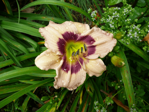 1 gallon - Custard Candy Daylily (HEM T.A.N. CUSTARD CANDY) - 1 gallon - 1 gallon