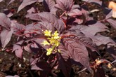 DIERVILLA S. 'NIGHTGLOW'  G2  BE