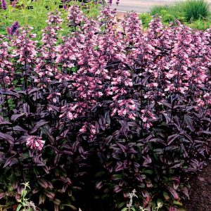 1 gallon - Dakota™ Burgundy Penstemon (PENSTEMON DAKOTA BURGUNDY) - 1 gallon - 1 gallon