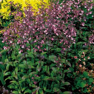 1 gallon - Dakota™ Verde Penstemon (PENSTEMON DAKOTA VERDE) - 1 gallon - 1 gallon