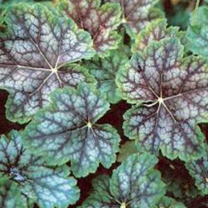 1 gallon - Dale's Strain Coral Bells (HEUCHERA A. DALES STRAIN) - 1 gallon - 1 gallon