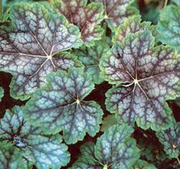 1 gallon - Dale's Strain Coral Bells (HEUCHERA A. DALES STRAIN) - 1 gallon - 1 gallon