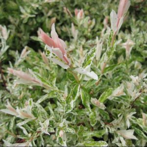3 gallon 15" - Dappled Willow (SALIX I. HAKURO NISHIKI) - 3 gallon 15" - 3 gallon 15"