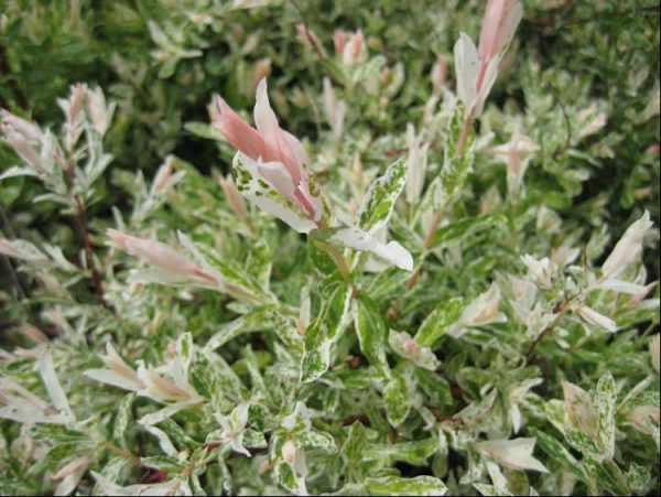 3 gallon 15" - Dappled Willow (SALIX I. HAKURO NISHIKI) - 3 gallon 15" - 3 gallon 15"