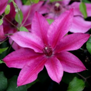3QT - Darcy™ Clematis (CLEMATIS DARCY) - 3QT - 3QT