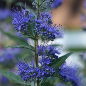 2 gallon - Dark Knight Bluebeard (CARYOPTERIS X C. DARK KNIGHT) - 2 gallon - 2 gallon