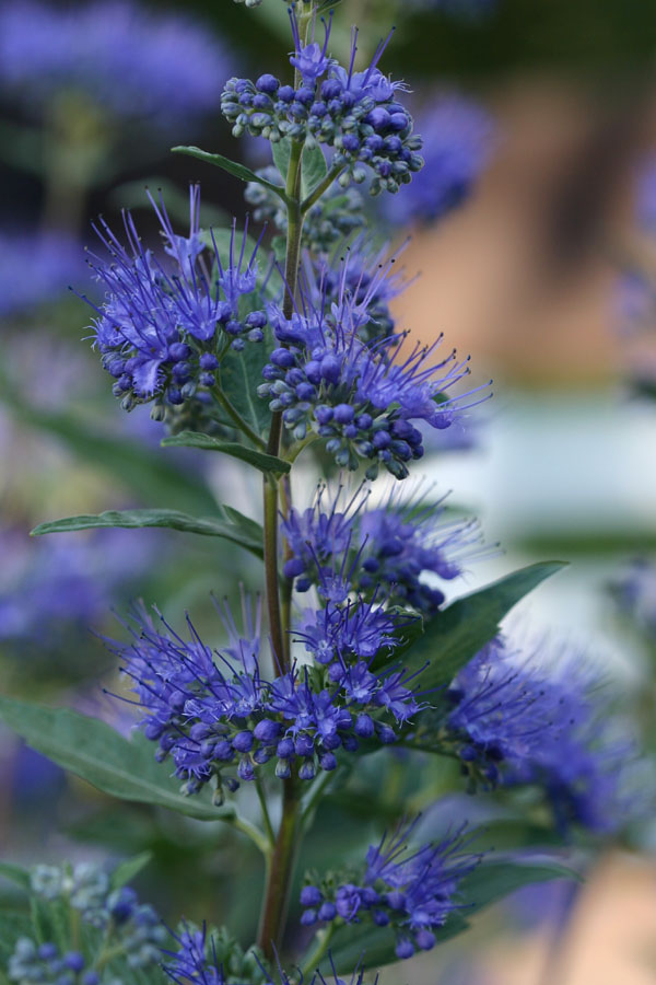 2 gallon - Dark Knight Bluebeard (CARYOPTERIS X C. DARK KNIGHT) - 2 gallon - 2 gallon