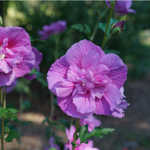 3 gallon 18" - Dark Lavender Chiffon® Rose of Sharon (HIBISCUS S. DARK LAV. CHIFFON) - 3 gallon 18" - 3 gallon 18"
