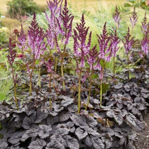 1 gallon - Dark Side of the Moon Astilbe (ASTILBE DARK SIDE OF THE MOON) - 1 gallon - 1 gallon