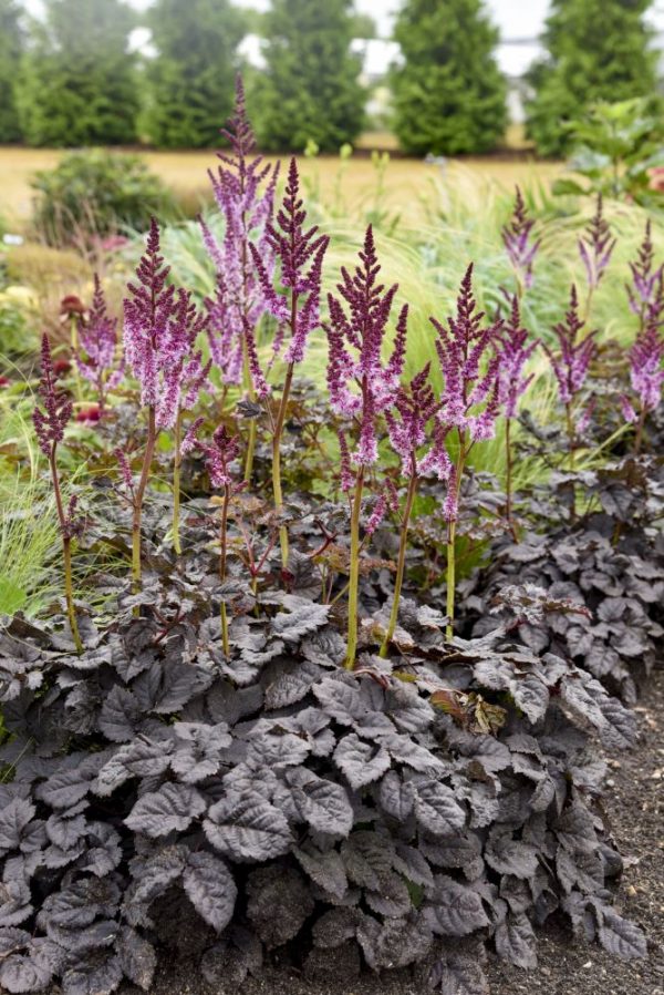 1 gallon - Dark Side of the Moon Astilbe (ASTILBE DARK SIDE OF THE MOON) - 1 gallon - 1 gallon
