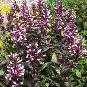 1 gallon - Dark Towers Beard Tongue (PENSTEMON DARK TOWERS) - 1 gallon - 1 gallon