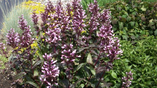 1 gallon - Dark Towers Beard Tongue (PENSTEMON DARK TOWERS) - 1 gallon - 1 gallon