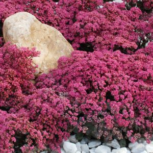 1 gallon - Dazzleberry Sedum (N&C SEDUM DAZZLEBERRY) - 1 gallon - 1 gallon