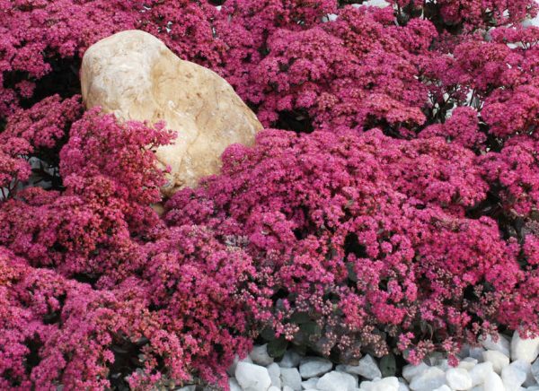 1 gallon - Dazzleberry Sedum (N&C SEDUM DAZZLEBERRY) - 1 gallon - 1 gallon
