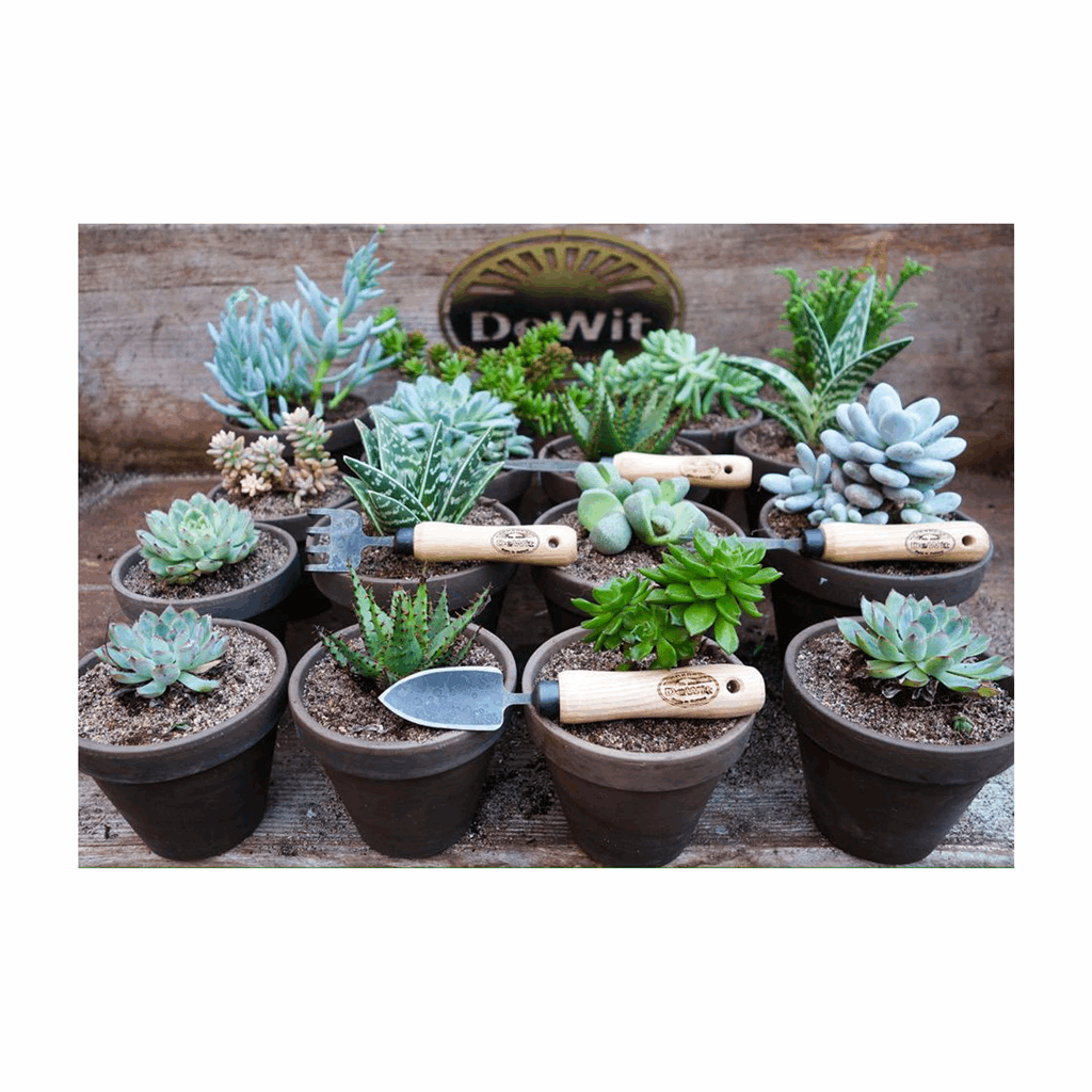 DeWit Bonsai Tool Kit in Wooden Box - Image 2