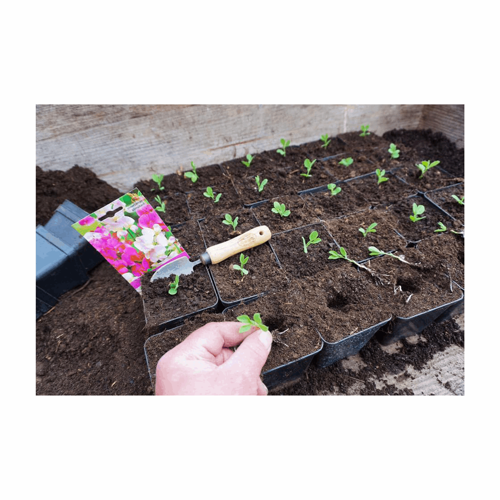DeWit Bonsai Tool Kit in Wooden Box - Image 3