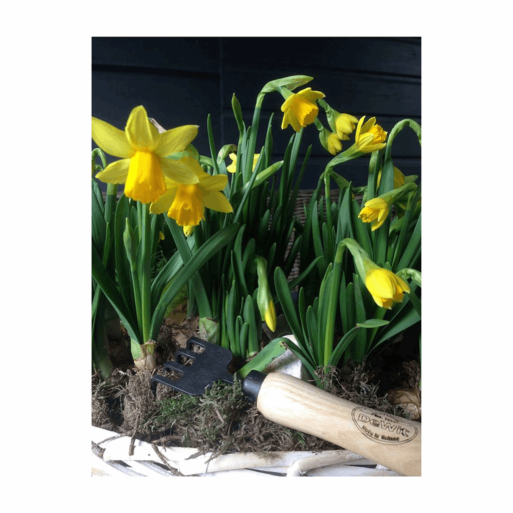 DeWit Bonsai Tool Kit in Wooden Box - Image 4