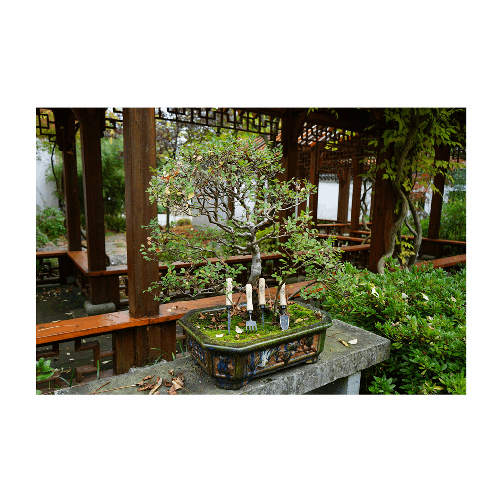 DeWit Bonsai Tool Kit in Wooden Box - Image 5