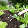 DeWit Cultivator - 3 Tine - Image 4