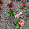 DeWit Cultivator - 3 Tine - Image 7