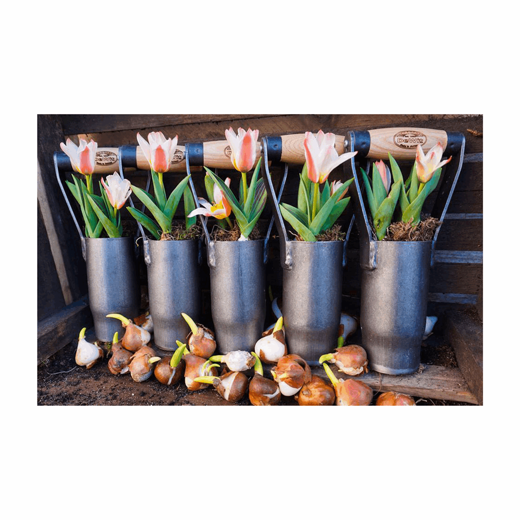 DeWit Planter - British Bulb - Image 2