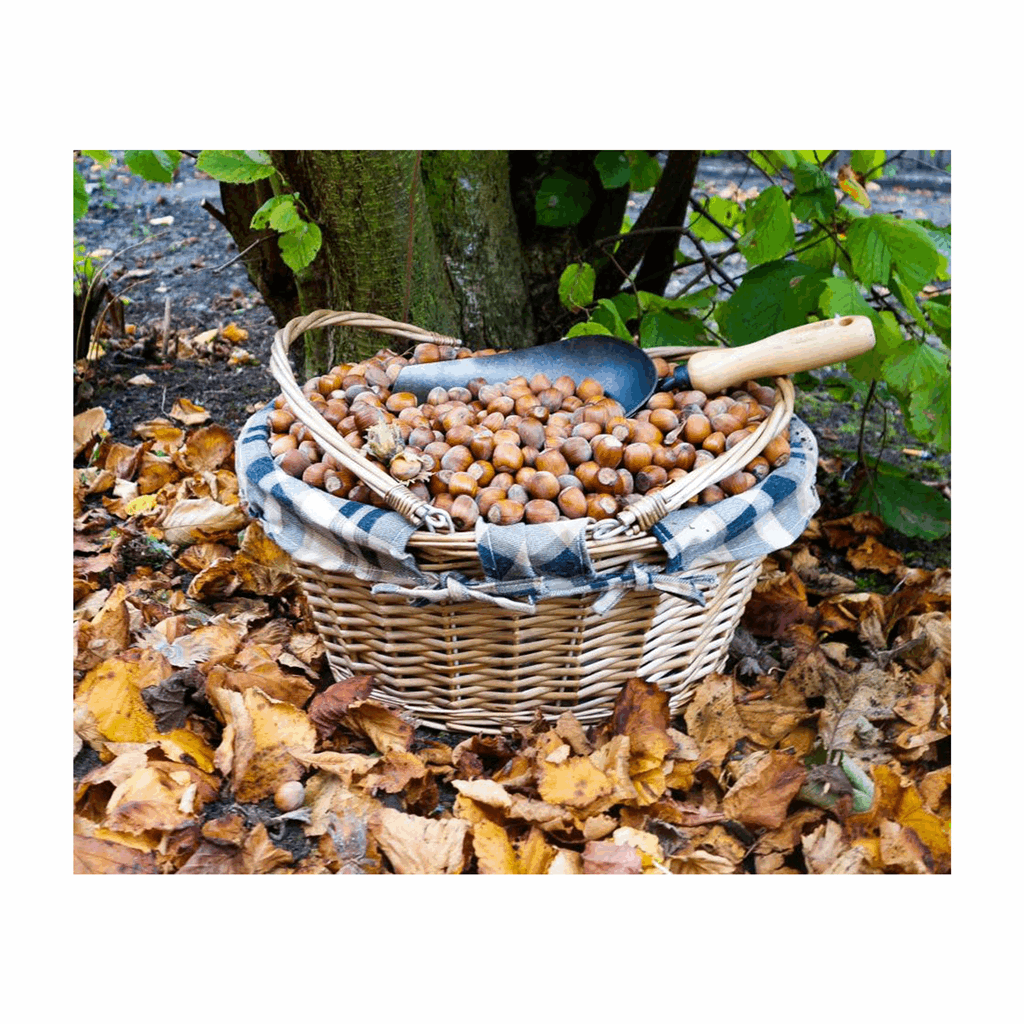 DeWit Scoop - Image 3