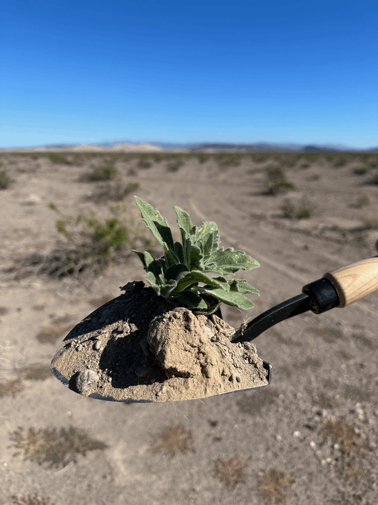 DeWit Shovel - American with 10" Handgrip - Image 3