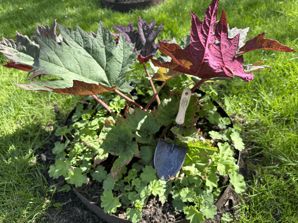 DeWit Shovel - Mini American Welldone - Image 3