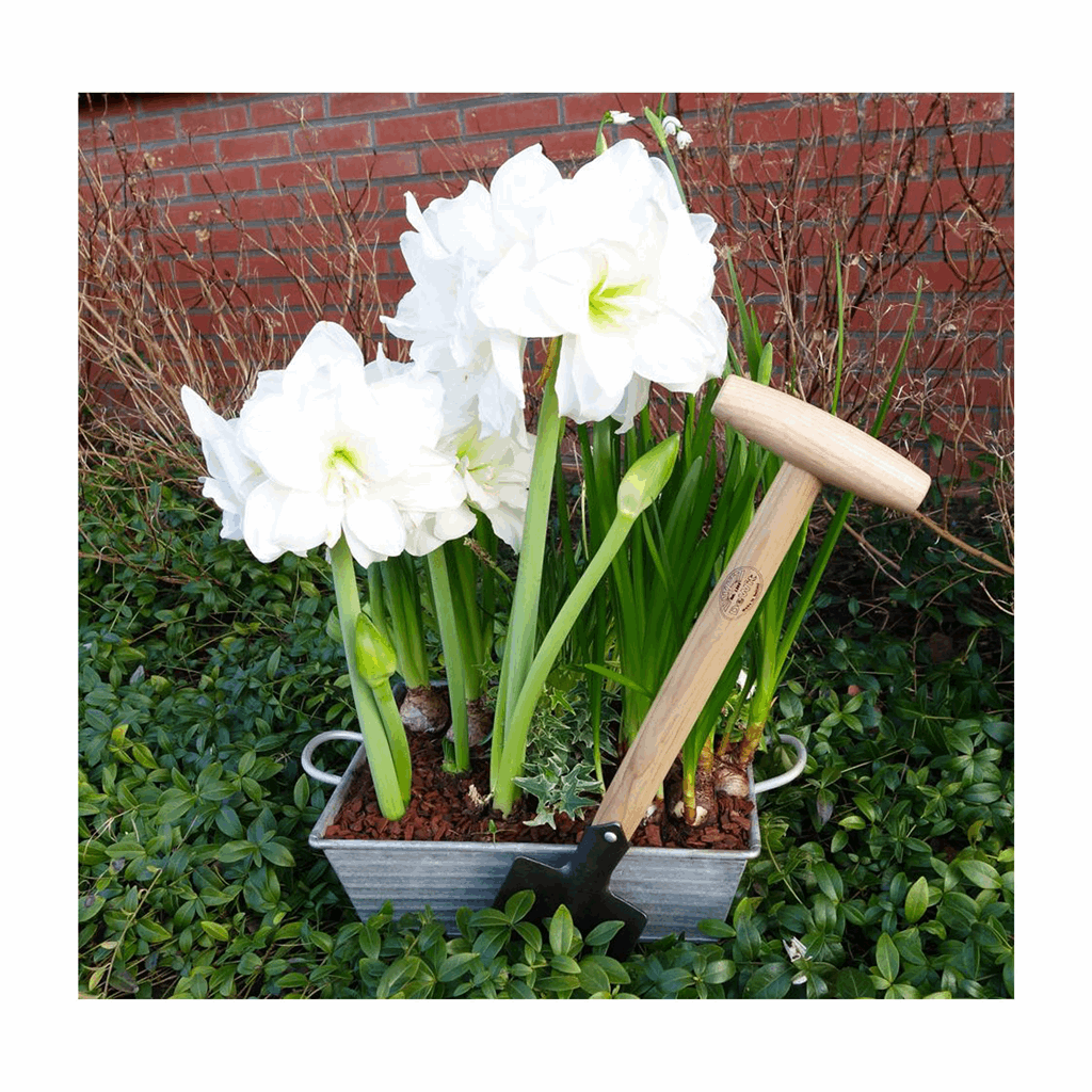 DeWit Spade - Perennial - Image 2