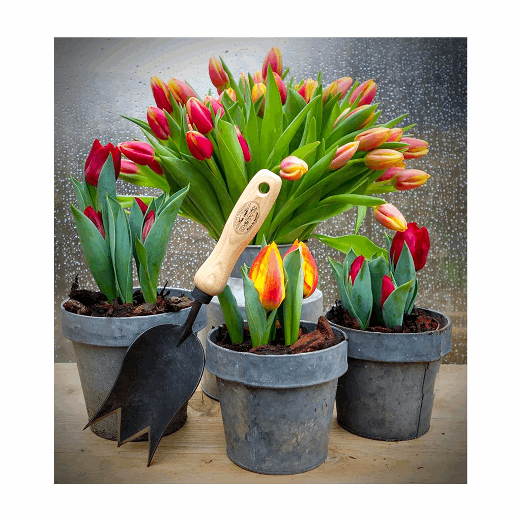 DeWit Trowel - Tulip - Image 4